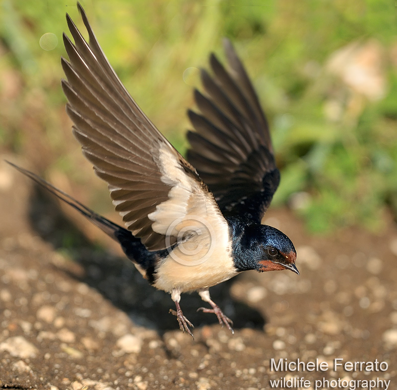 Rondine,si solo una semplice Rondine ma................